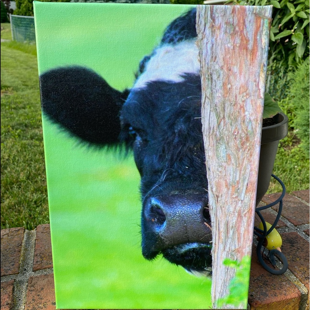 Wall Canvas PeekABoo Cow